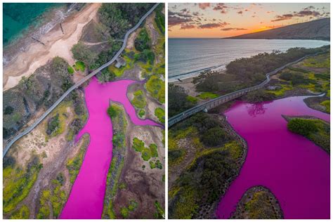 Drought eyed as cause after pond in Hawaii turns bright pink